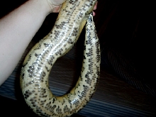 Borneo with spotted belly.  Anyone seen this before?