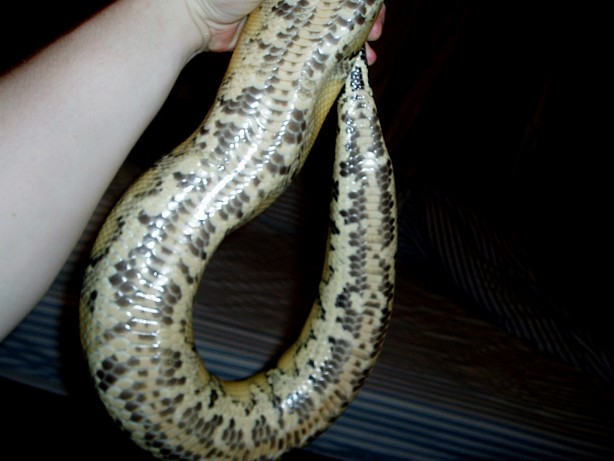 Borneo with spotted belly.  Anyone seen this before?