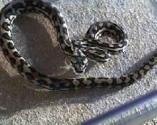'02 Female Coastal Carpet Python