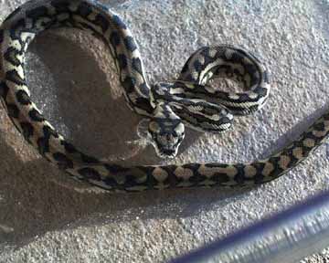'02 Female Coastal Carpet Python