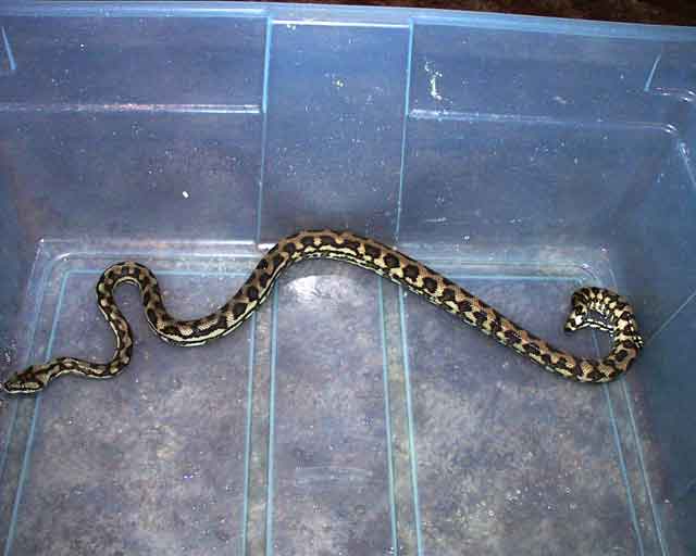 Coastal Carpet python