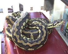Mojave-FS Light
