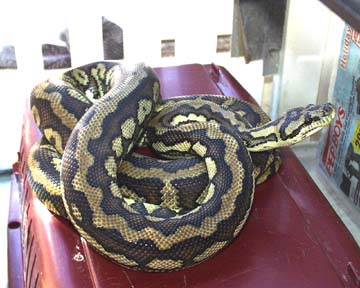 Mojave-FS Light