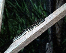 Jaguar Sibling