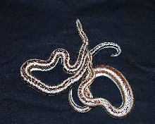 Rosey Boas
