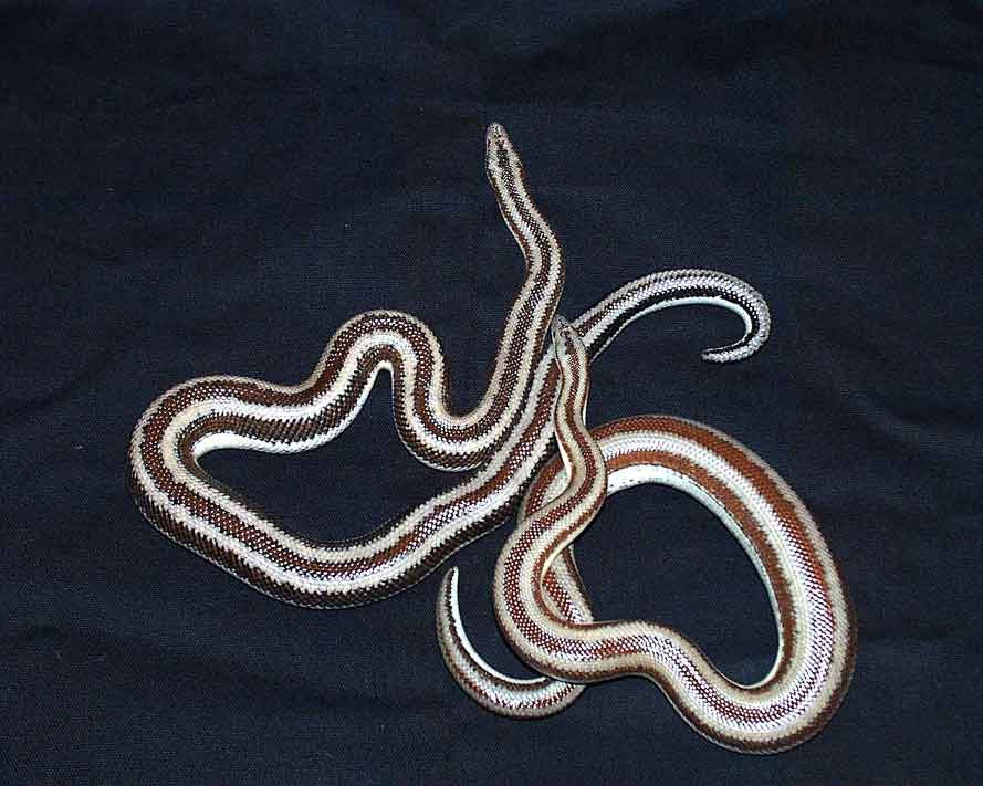 Rosey Boas