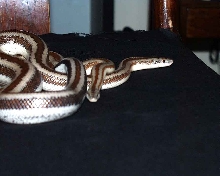 Rosey Boas