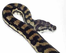 Female Coastal Carpet Python