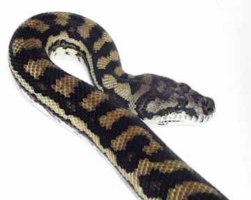 Female Coastal Carpet Python