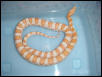 Creamsicle