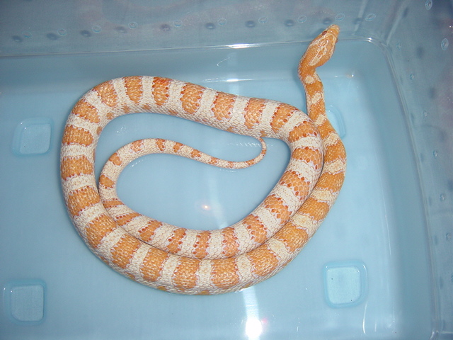 Creamsicle