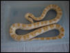Snow Corn