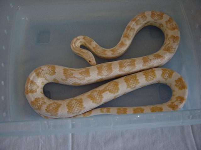 Snow Corn