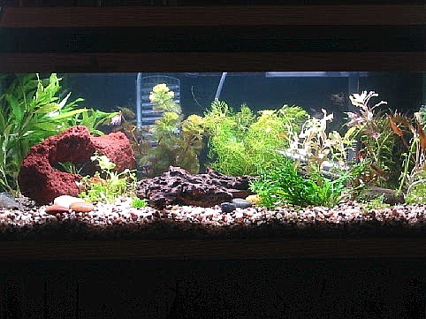20 Long Community Tank