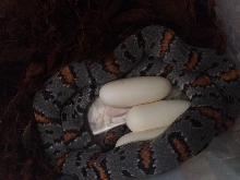 West Alpine and eggs