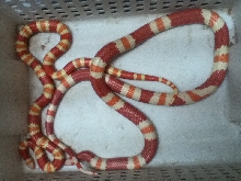 albino tangerine honduran pair