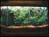 25 gallon freshwater tank