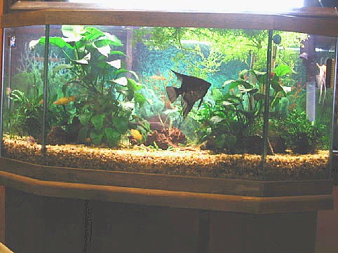 25 gal. community tank