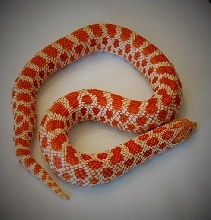 Extreme Red Albino 1