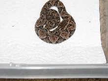 Terciopelo(Bothrops Asper)