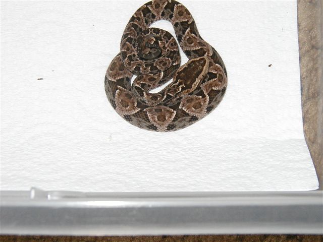 Terciopelo(Bothrops Asper)
