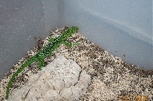 Green Tree Monitor