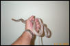 Albino Yellow-bellied Racer