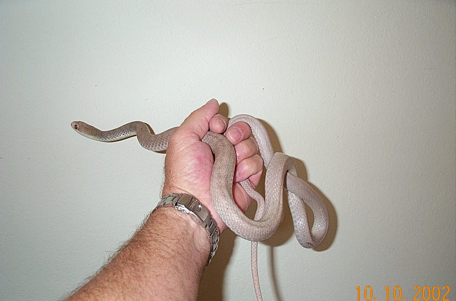Albino Yellow-bellied Racer