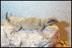 Angel Island Chuckwalla