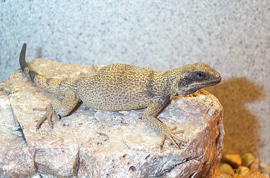 Angel Island Chuckwalla