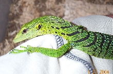 Green Tree Monitor