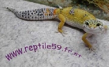 [Reptile59]Seb-GeckosTangerine