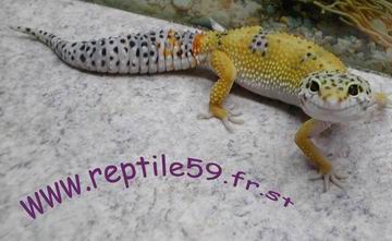 [Reptile59]Seb-GeckosTangerine