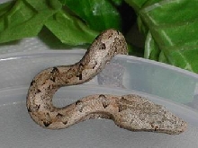[Reptile59]Seb-Candoia-Sp-Halmaera