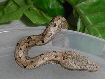 [Reptile59]Seb-Candoia-Sp-Halmaera