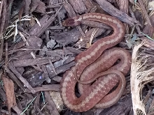 July 27 Snake Photo