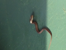 Snake Identification SouthWest Missouri, USA