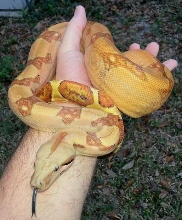 hypo pinkpanther OT het t 