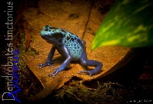 Dendrobates Azures Froglet