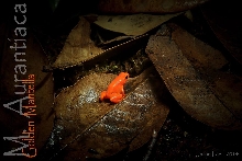 Mantella aurantiaca (Golden Mantella)