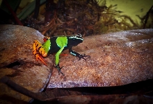 Mantella baroni (Painted Mantella)