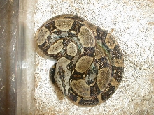 Longi 2