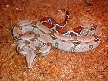 Suri