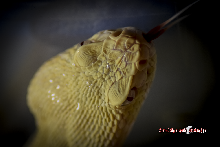 Albino Atrox head shot