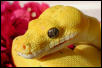 Lemon tree male