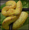 Lemon to Lemon offspring
