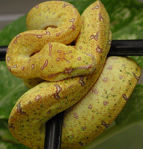 Lemon to Lemon offspring