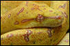 Lemon to Lemon offspring