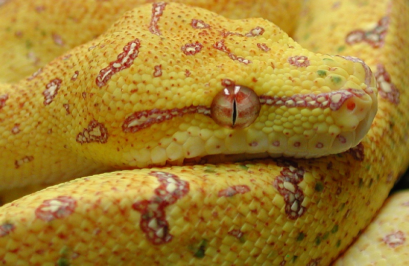 Lemon to Lemon offspring