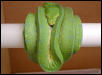 Thin import green tree python